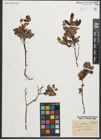 Foto von Salix myrtilloides L.